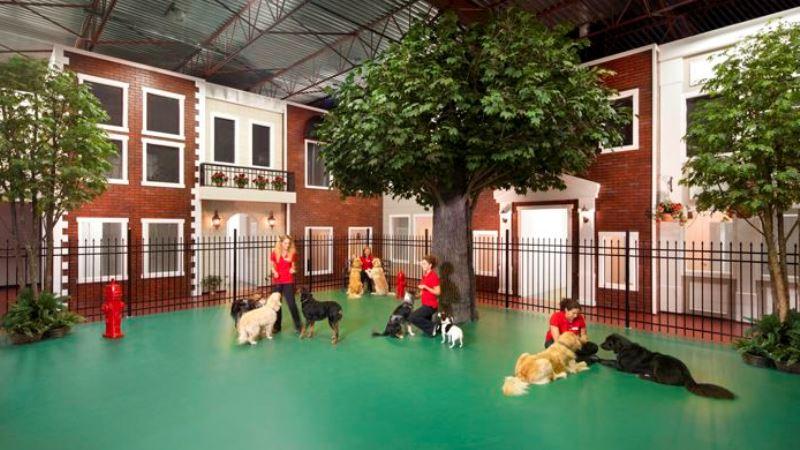 Keep in Mind these Few Parameters while Choosing a Pet Boarding Facility